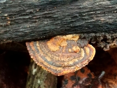 Gloeophyllum striatum