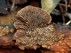 Gloeophyllum striatum