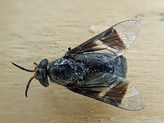 Chrysops carbonarius
