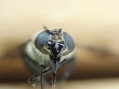 Chrysops carbonarius