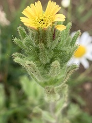Madia sativa