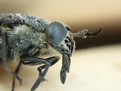 Chrysops carbonarius