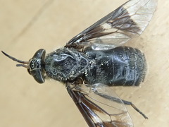Chrysops carbonarius
