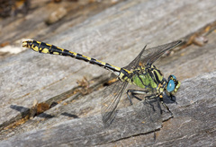 Ophiogomphus morrisoni