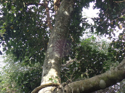 Bastard Stinkwood (Cryptocarya latifolia)