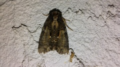 Chytonix palliatricula