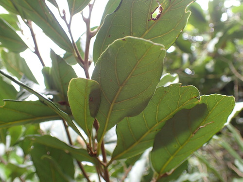 Image of Cryptocarya latifolia by (c) Mahomed Desai, some rights reserved (CC BY)