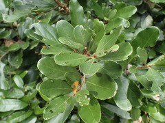 Cryptocarya latifolia