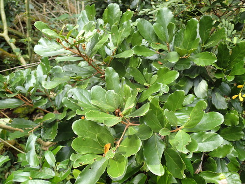 Image of Cryptocarya latifolia by (c) Mahomed Desai, some rights reserved (CC BY)