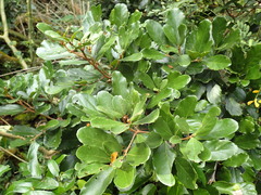 Cryptocarya latifolia