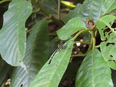 Leptogomphus sauteri formosanus