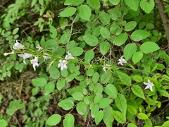 Campanula rapunculus lambertiana