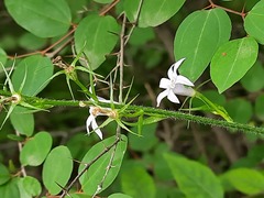 Campanula rapunculus lambertiana