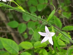 Campanula rapunculus lambertiana