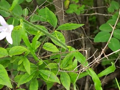Campanula rapunculus lambertiana