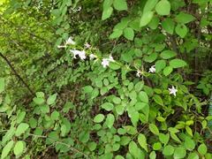 Campanula rapunculus lambertiana