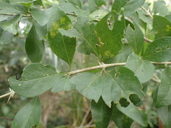 Canthium ciliatum
