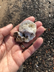 Mytilopsis leucophaeata