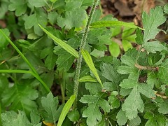 Campanula rapunculus lambertiana