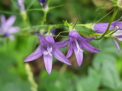 Campanula rapunculus lambertiana