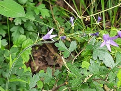 Campanula rapunculus lambertiana