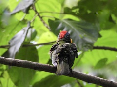 Psilopogon rafflesii