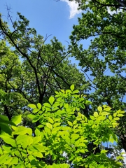 Juglans ailantifolia