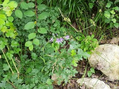 Campanula rapunculus lambertiana