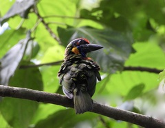 Psilopogon rafflesii