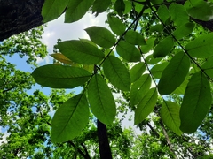 Juglans ailantifolia