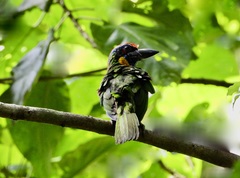 Psilopogon rafflesii