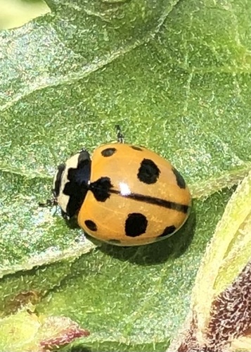 Nine-spotted Lady Beetle photographed in New York