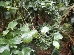 Rhoicissus rhomboidea