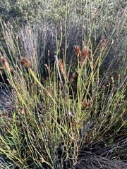 Willdenowia incurvata