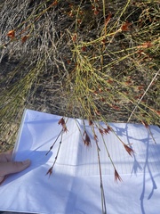 Willdenowia incurvata