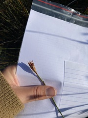 Willdenowia incurvata