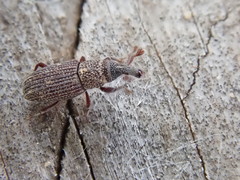 Dryophthorus americanus