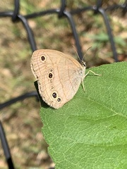 Megisto cymela cymela