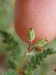 Erodium lebelii