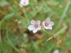 Erodium lebelii