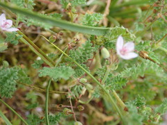 Erodium lebelii