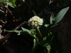 Valeriana californica