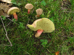 Caloboletus inedulis