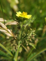 Potentilla recta