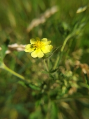 Potentilla recta