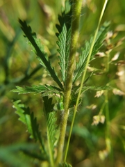 Potentilla recta