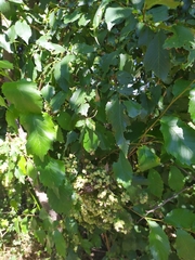 Tetraneura caerulescens