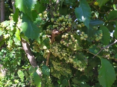 Tetraneura caerulescens