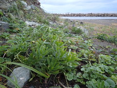 Tournefortia sibirica