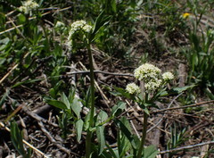 Valeriana californica